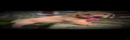 Labrador Retriever dogs for sale: Labrador Retriever Puppy 1 - Ad 3