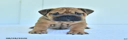 English Bulldog dogs for sale: Callie - Ad 1