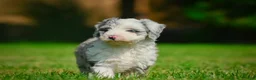 Mini Bernedoodle dogs for sale: Remi - F1B - Ad 4