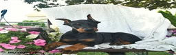 Doberman Pinscher dogs for sale: Remington - Ad 5