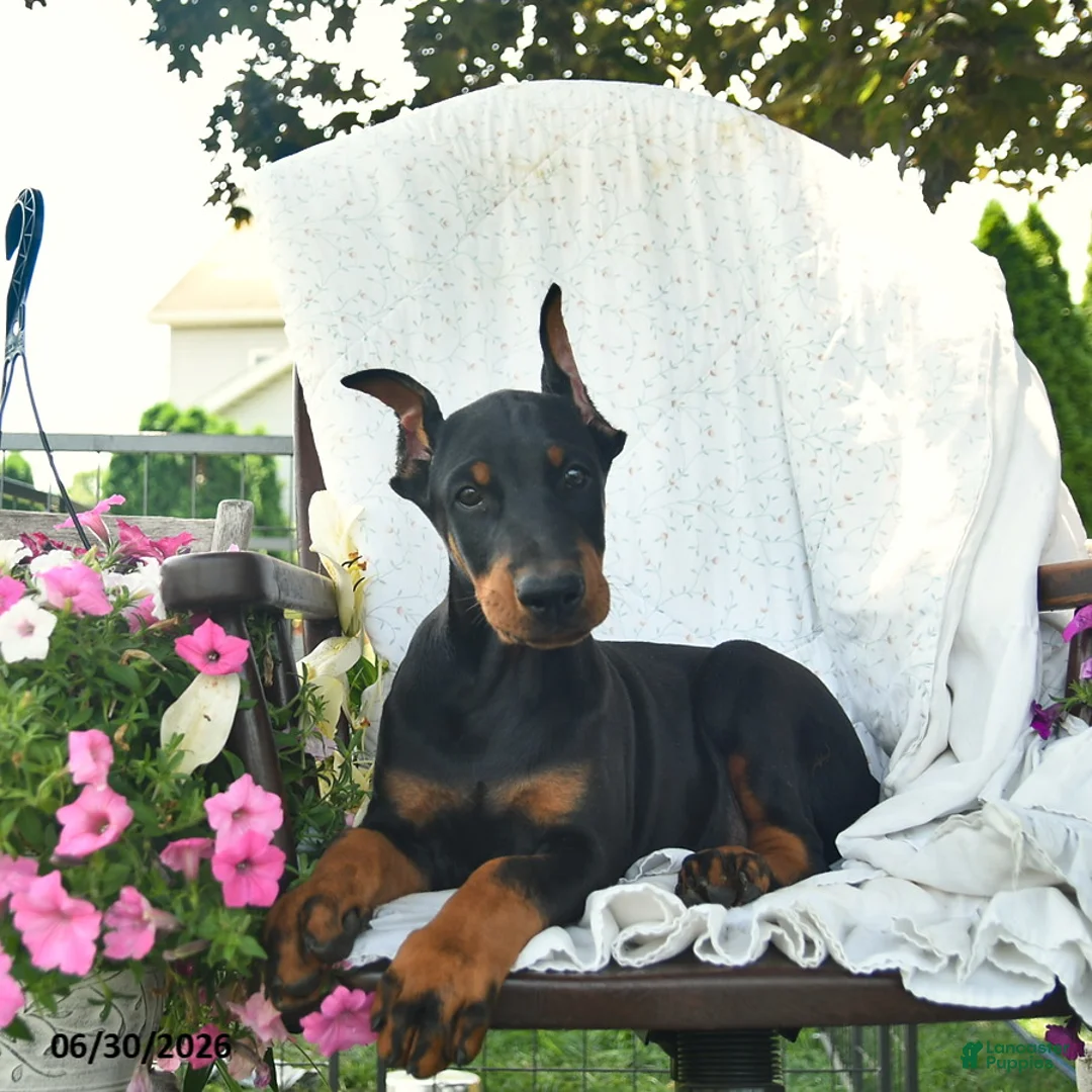 Doberman Pinscher dogs for sale: Remington - Ad 5