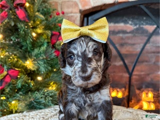 Mixed Breed dogs Pearl - Ad 16