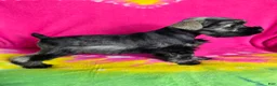 Miniature Schnauzer dogs for sale: Peppermint Paddy - Ad 4