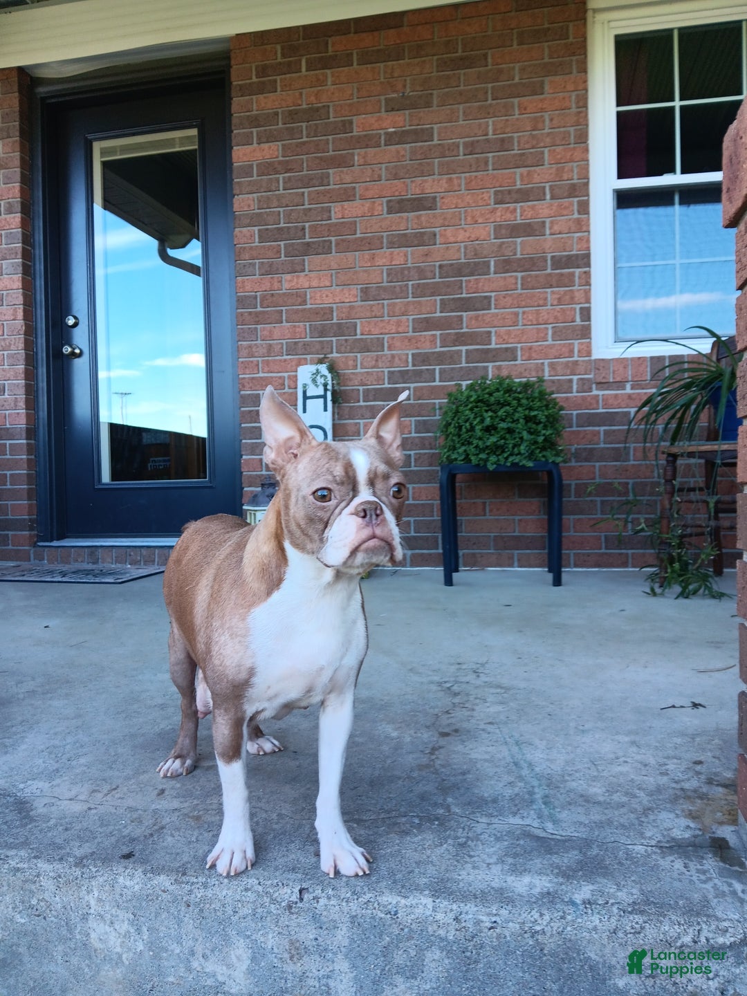 Boston Terrier dogs for sale: Yalena - Ad 8