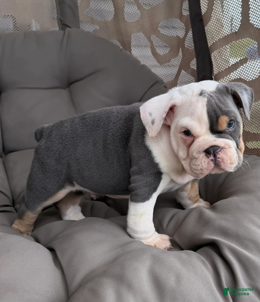 English Bulldog dogs for sale: liam- TAKE HOME TODAY - Ad 2