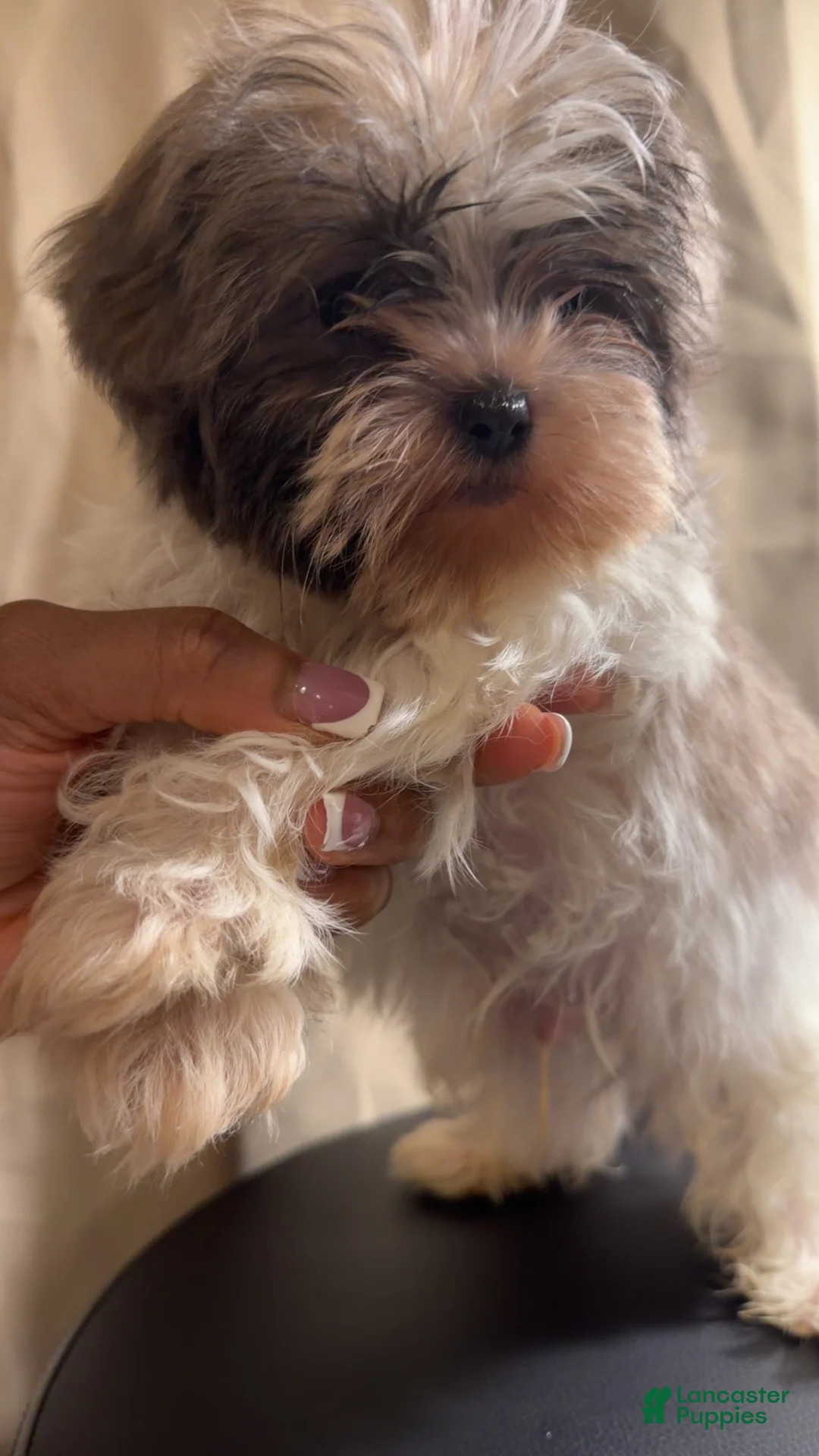 Shih Tzu dogs for sale: Shih Tzu Roscoe - Ad 2