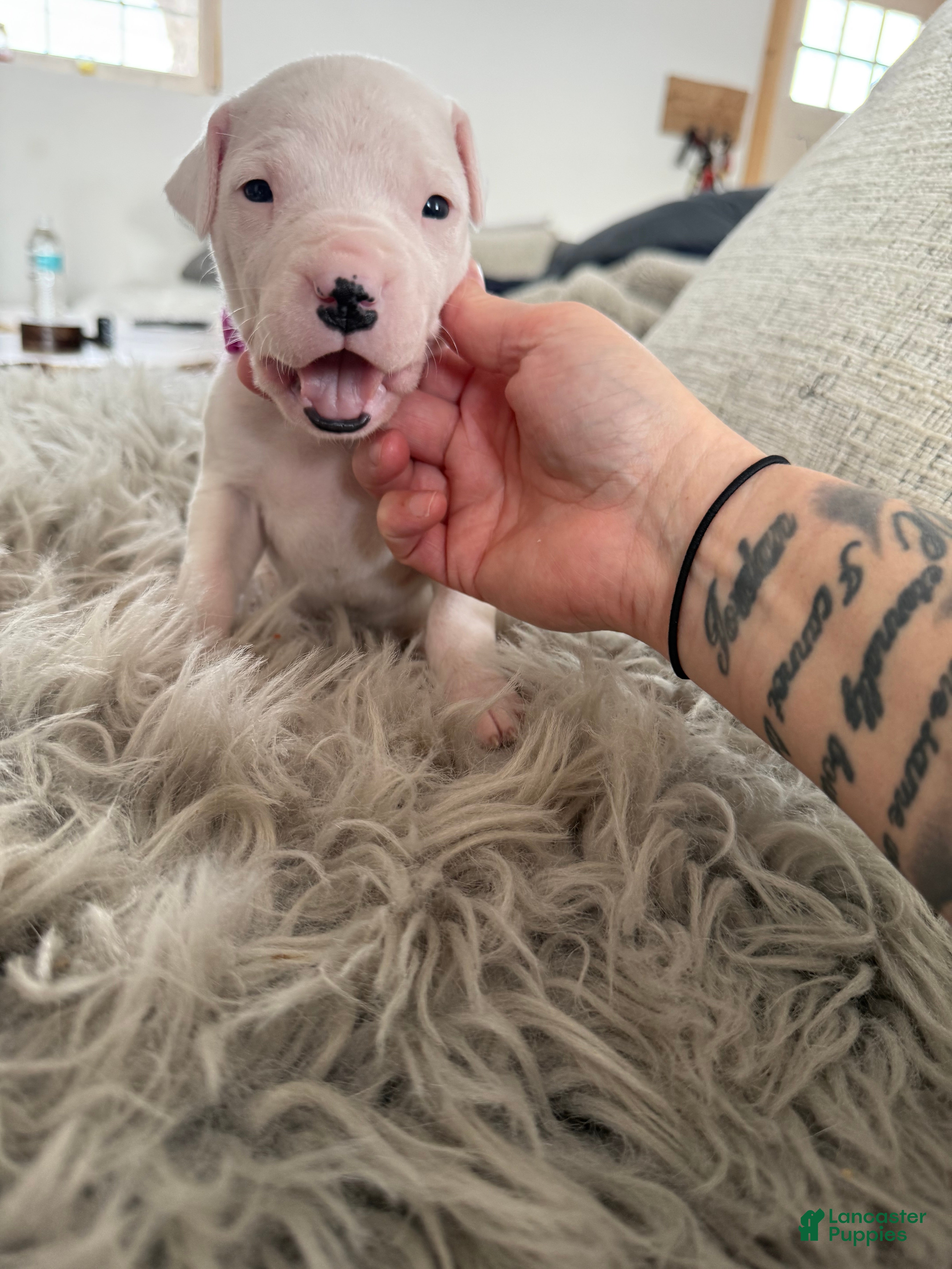 Dogo Argentino dogs Female with black spot  - Ad 7