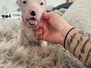 Dogo Argentino dogs Female with black spot - Ad 7