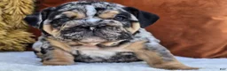 English Bulldog dogs for sale: Crasher - Ad 3
