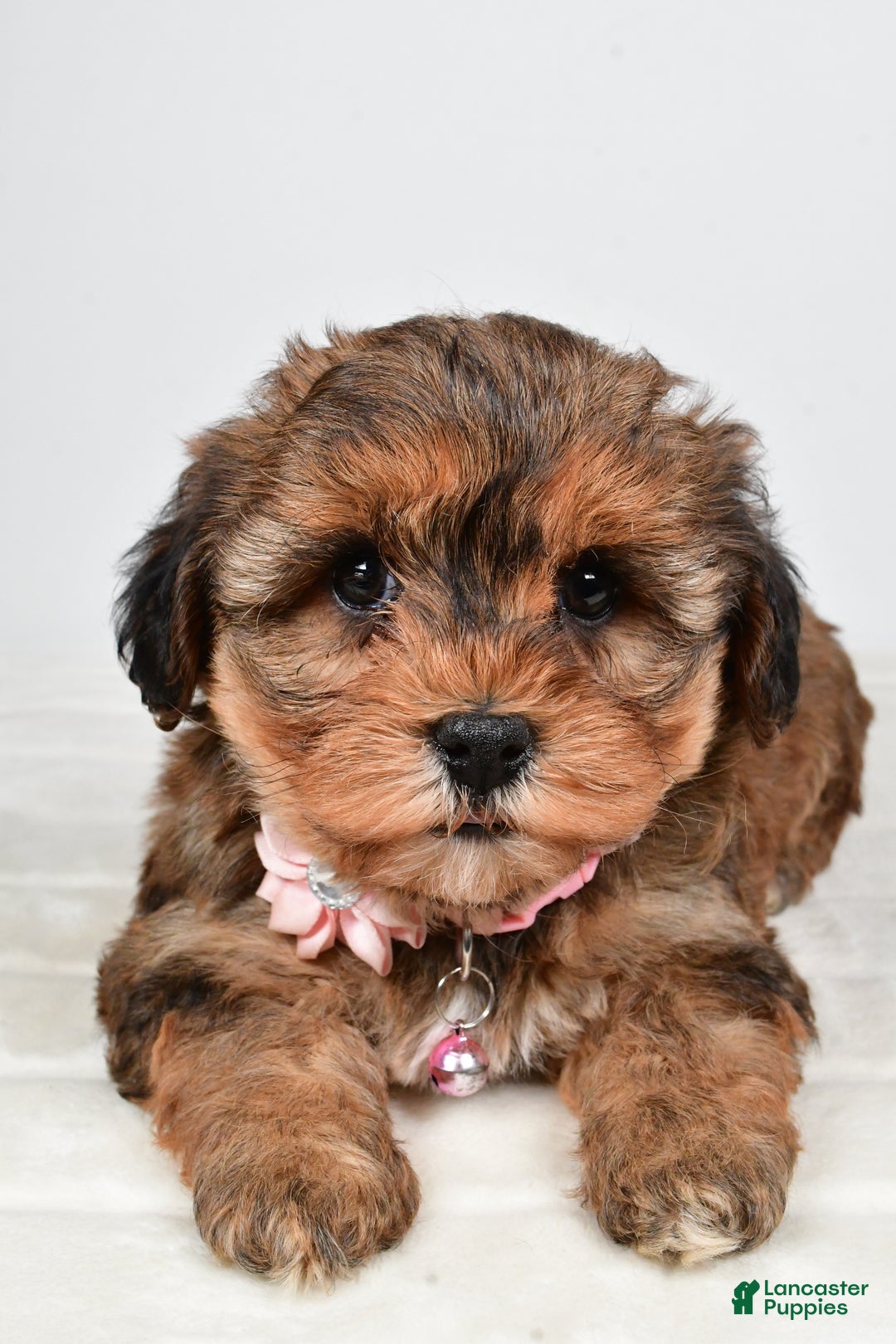 Yorkiepoo dogs for sale: Twinkle - Ad 8
