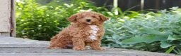 Miniature Poodle dogs for sale: Sawyer - Ad 1