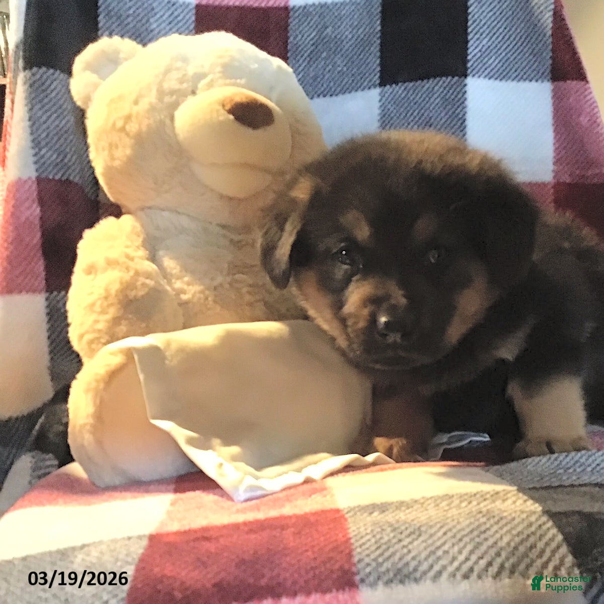 Mixed Breed dogs Teddy - Ad 11