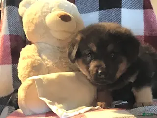 Mixed Breed dogs Teddy - Ad 11