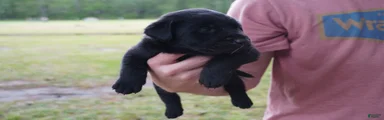 Labrador Retriever Puppy 2