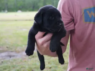 Labrador Retriever dogs Labrador Retriever Puppy 2 - Ad 29