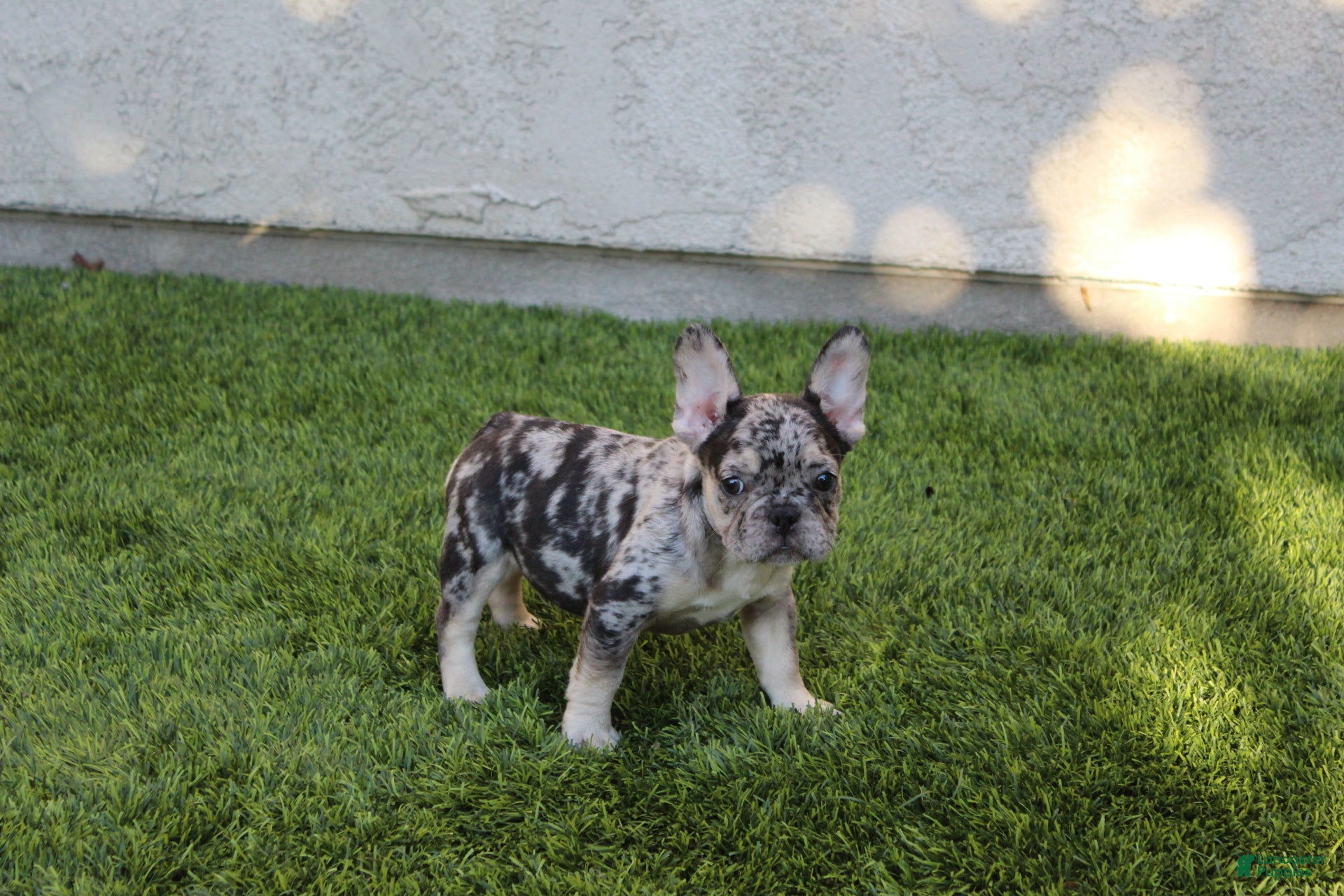 French Bulldog dogs French Bulldog Puppy 1 - Ad 2