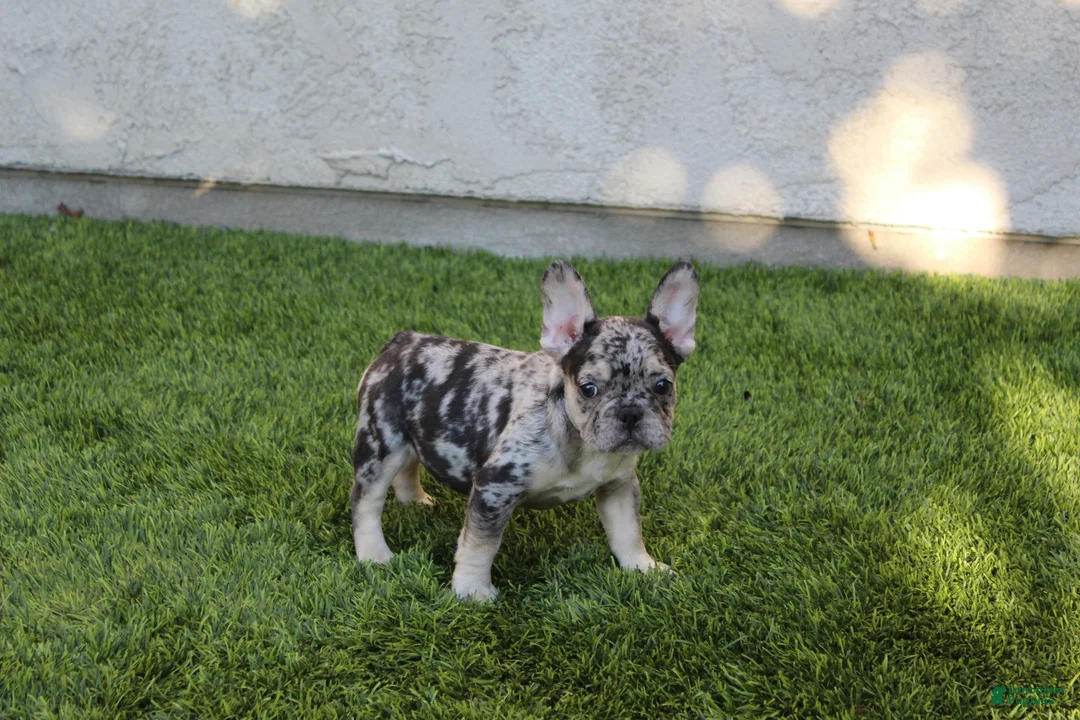 French Bulldog dogs for sale: French Bulldog Puppy 1 - Ad 2
