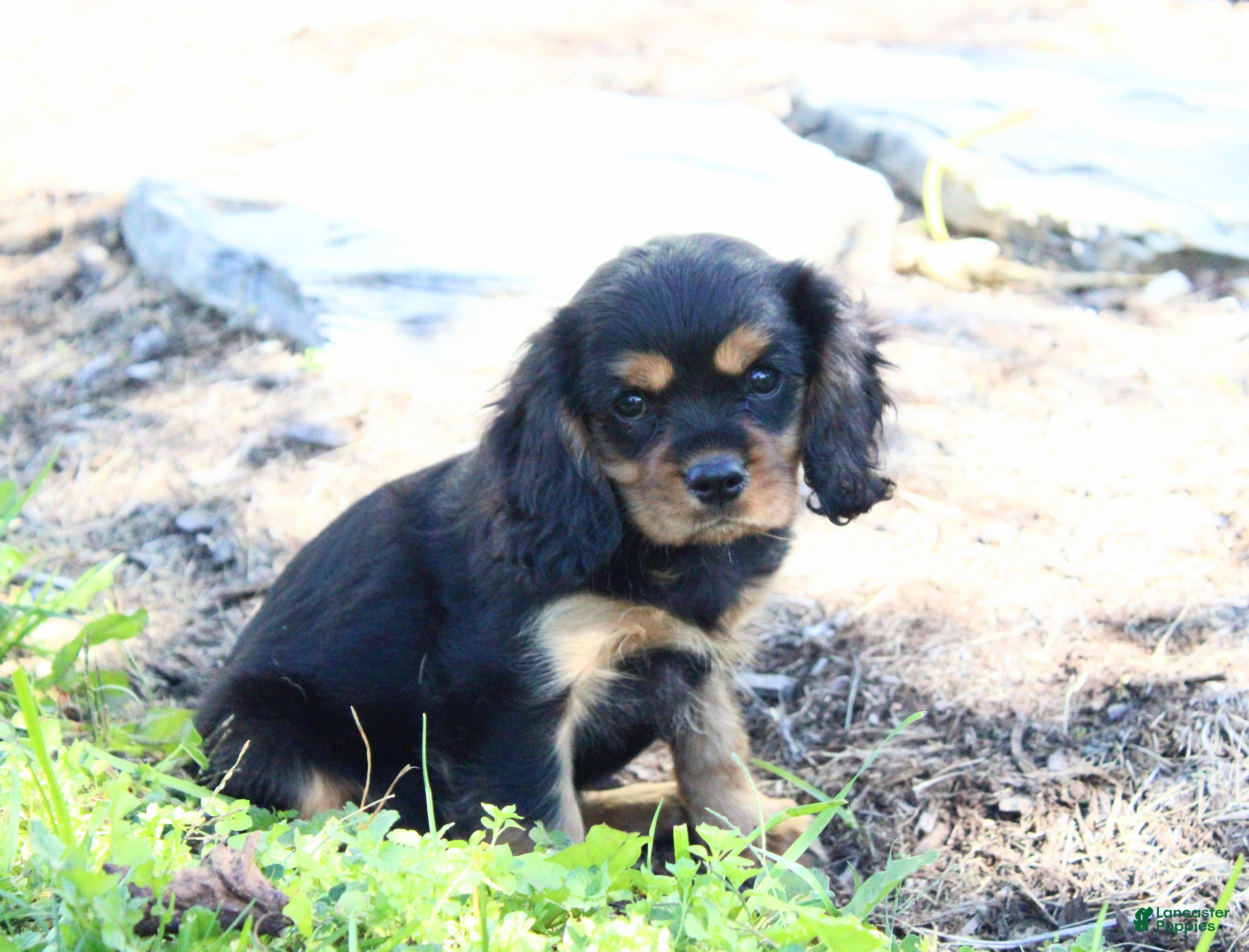 Cavalier King Charles Spaniel dogs Boston - Ad 1