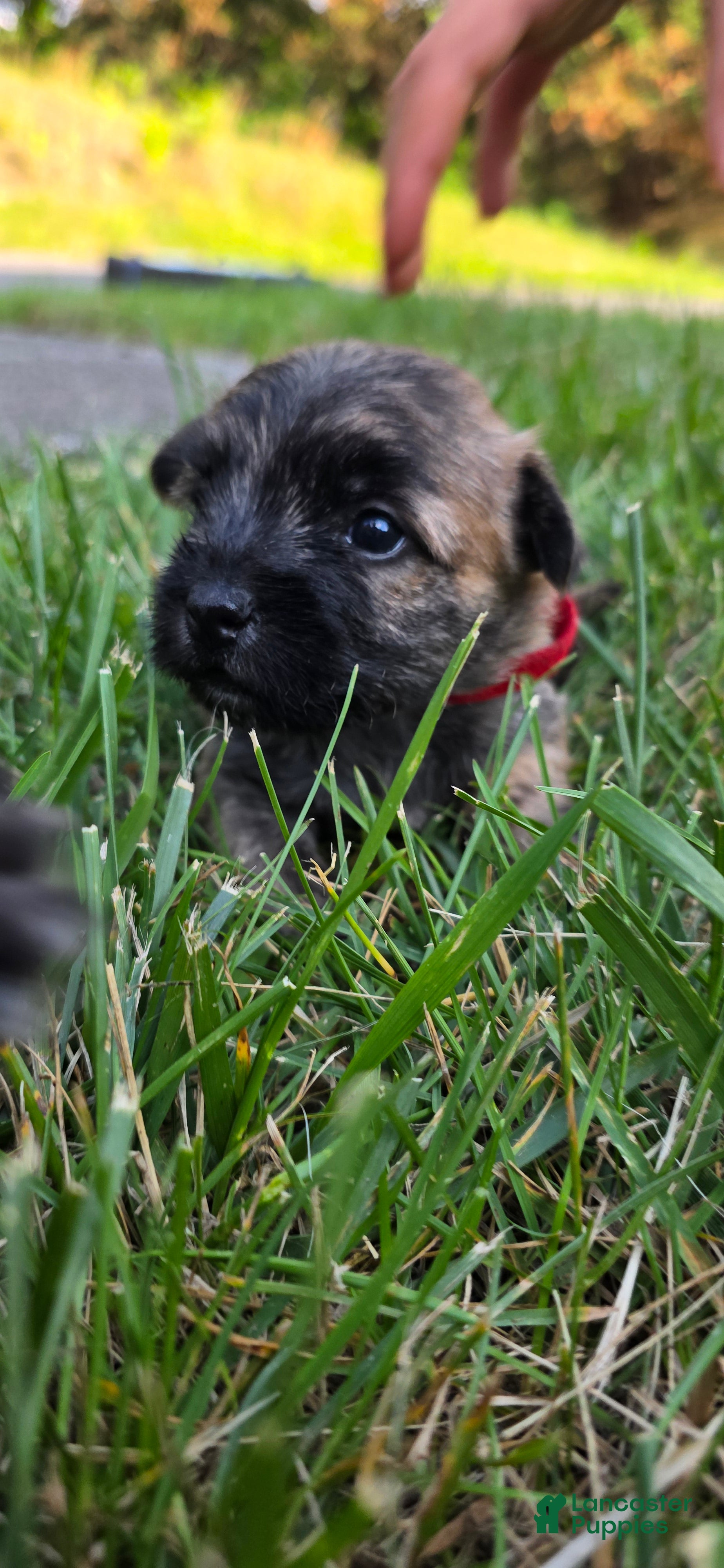 Cairn Terrier dogs Cherry  - Ad 1