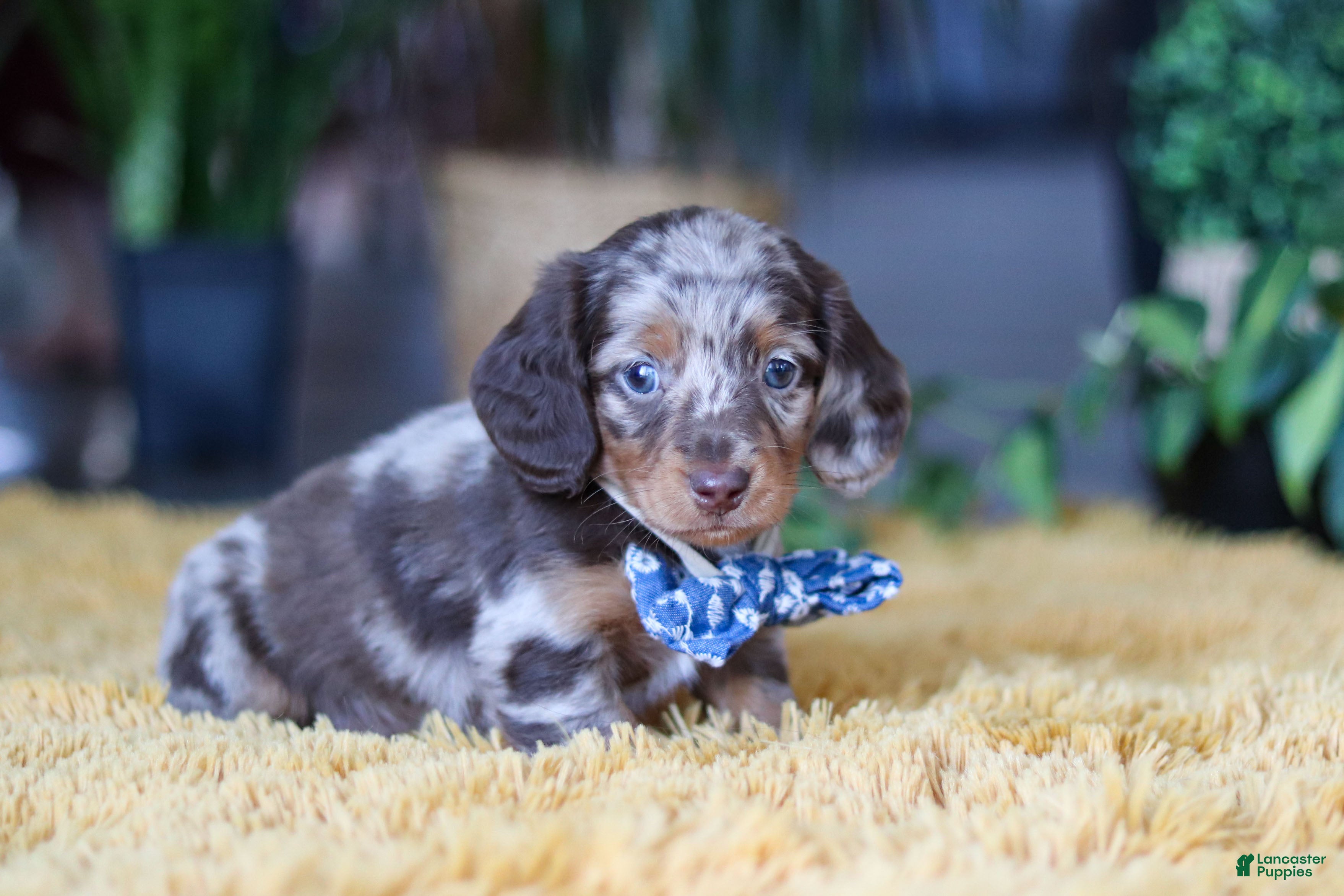 Miniature Dachshund dogs Frankfurter - Ad 2