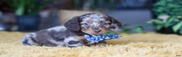 Miniature Dachshund dogs for sale: Frankfurter - Ad 1
