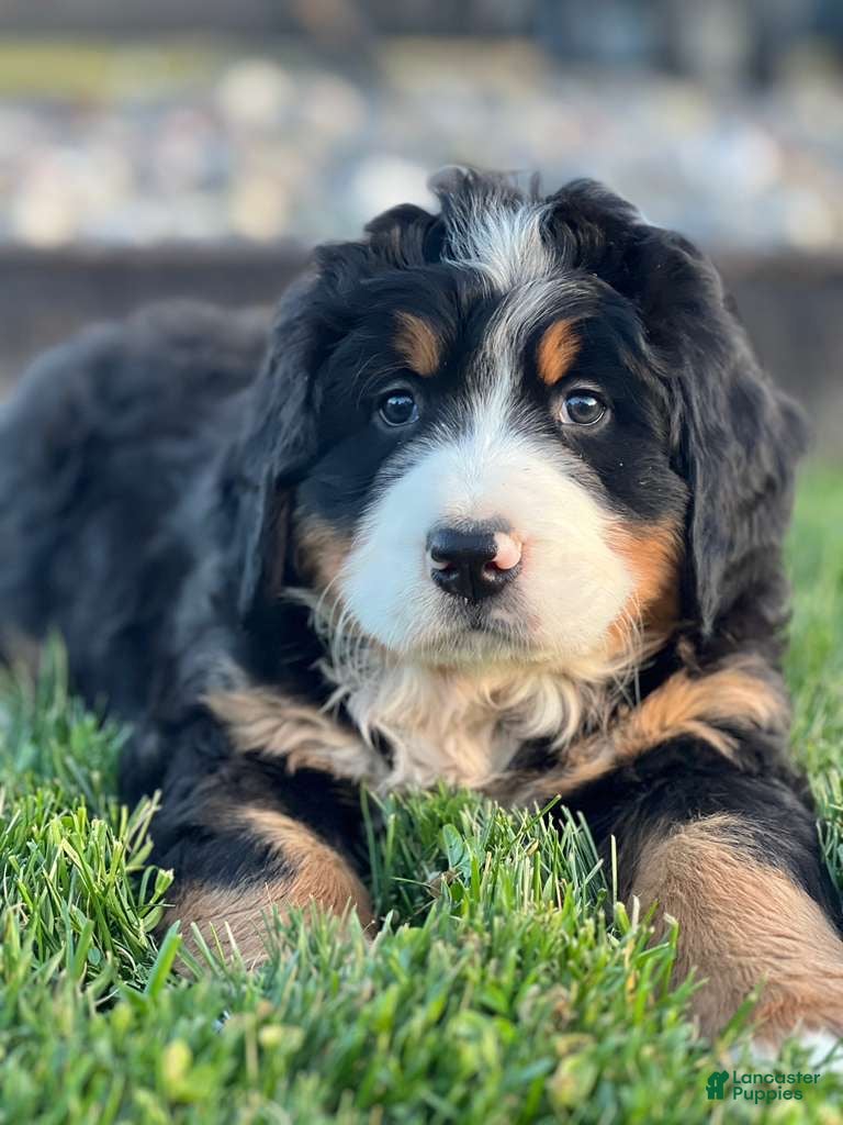 Bernese Mountain Dog dogs Tommy - Ad 1