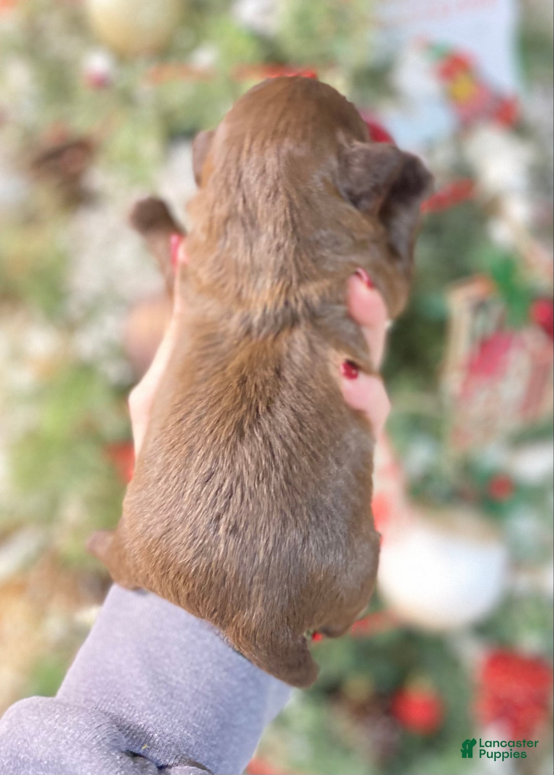 Shihpoo dogs for sale: Shihpoo Puppy 2 - Ad 2