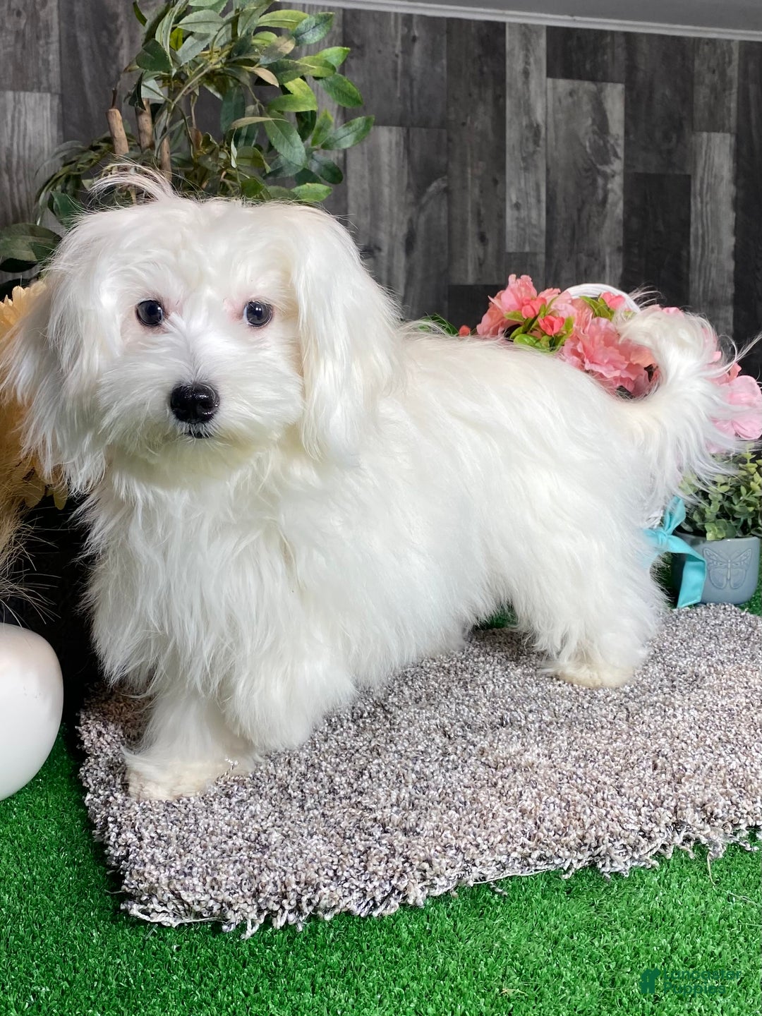 Coton De Tulear dogs for sale: Candy - Ad 5