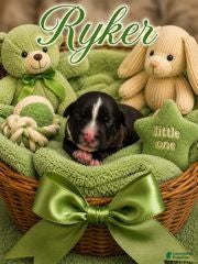 Bernedoodle dogs Ryker - Ad 3