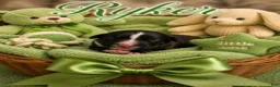 Bernedoodle dogs for sale: Ryker - Ad 1