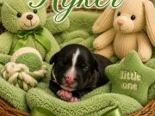 Bernedoodle dogs Ryker - Ad 3