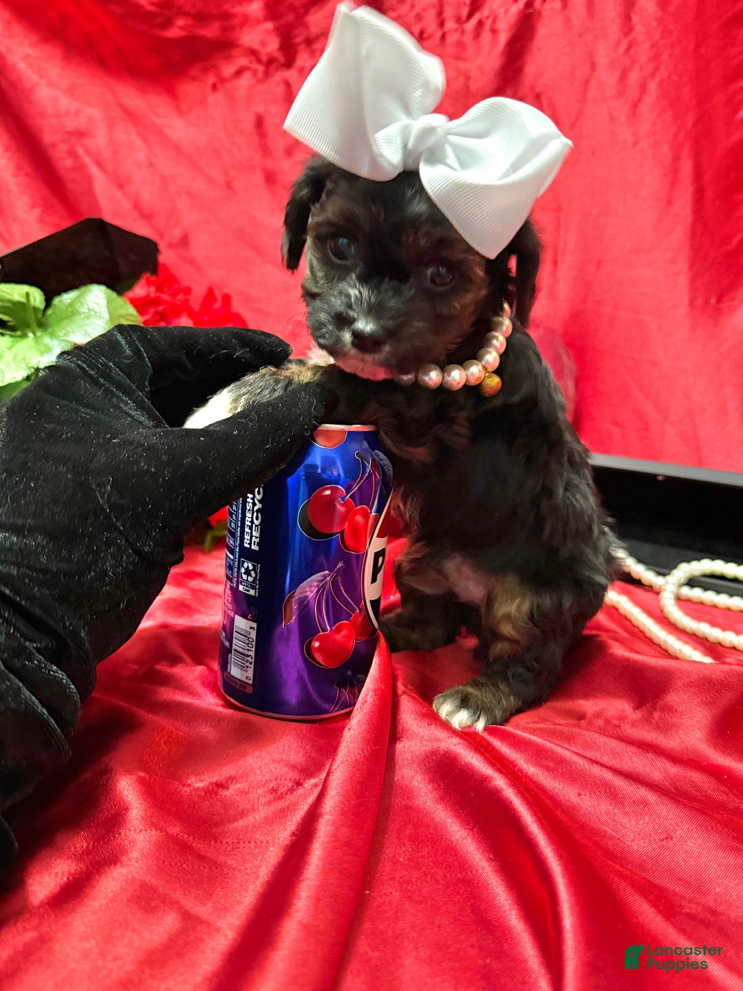 Yorkiepoo dogs for sale: York - Ad 4