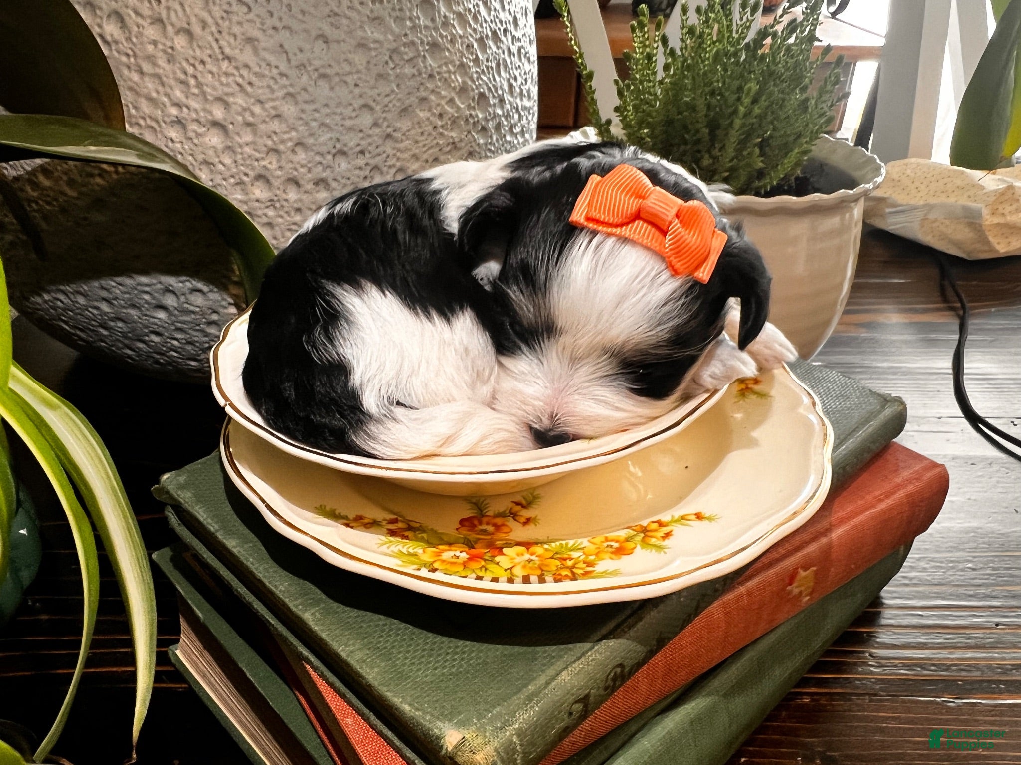 Morkie dogs Morkie 2 - Ad 1
