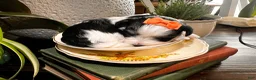 Morkie dogs for sale: Morkie 2 - Ad 1
