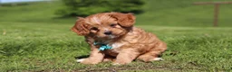 Cavapoo dogs for sale: Percy - Ad 6