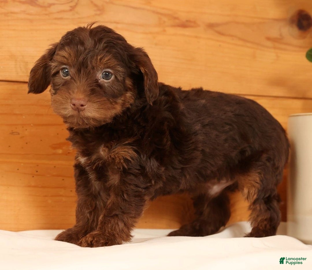 Yorkiepoo dogs for sale: Drew - Ad 3