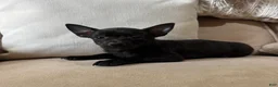 Chihuahua dogs for sale: Stew  - Ad 5