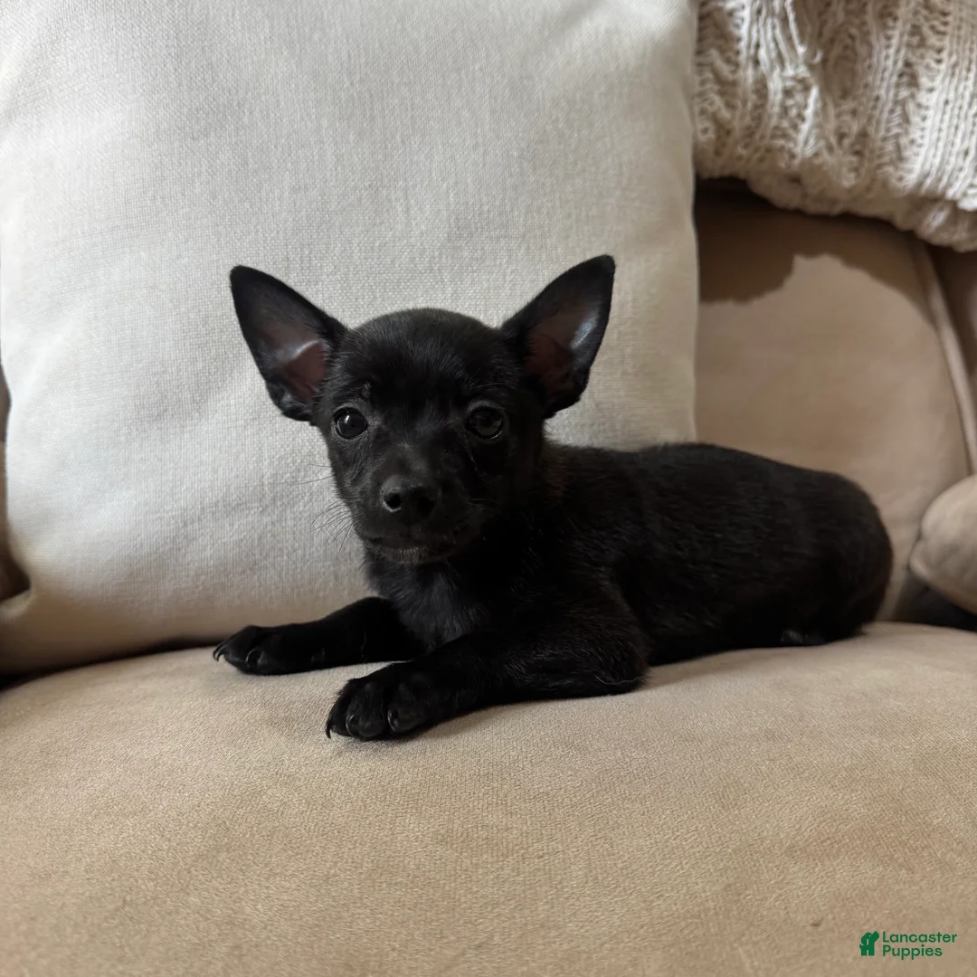 Chihuahua dogs for sale: Stew  - Ad 5