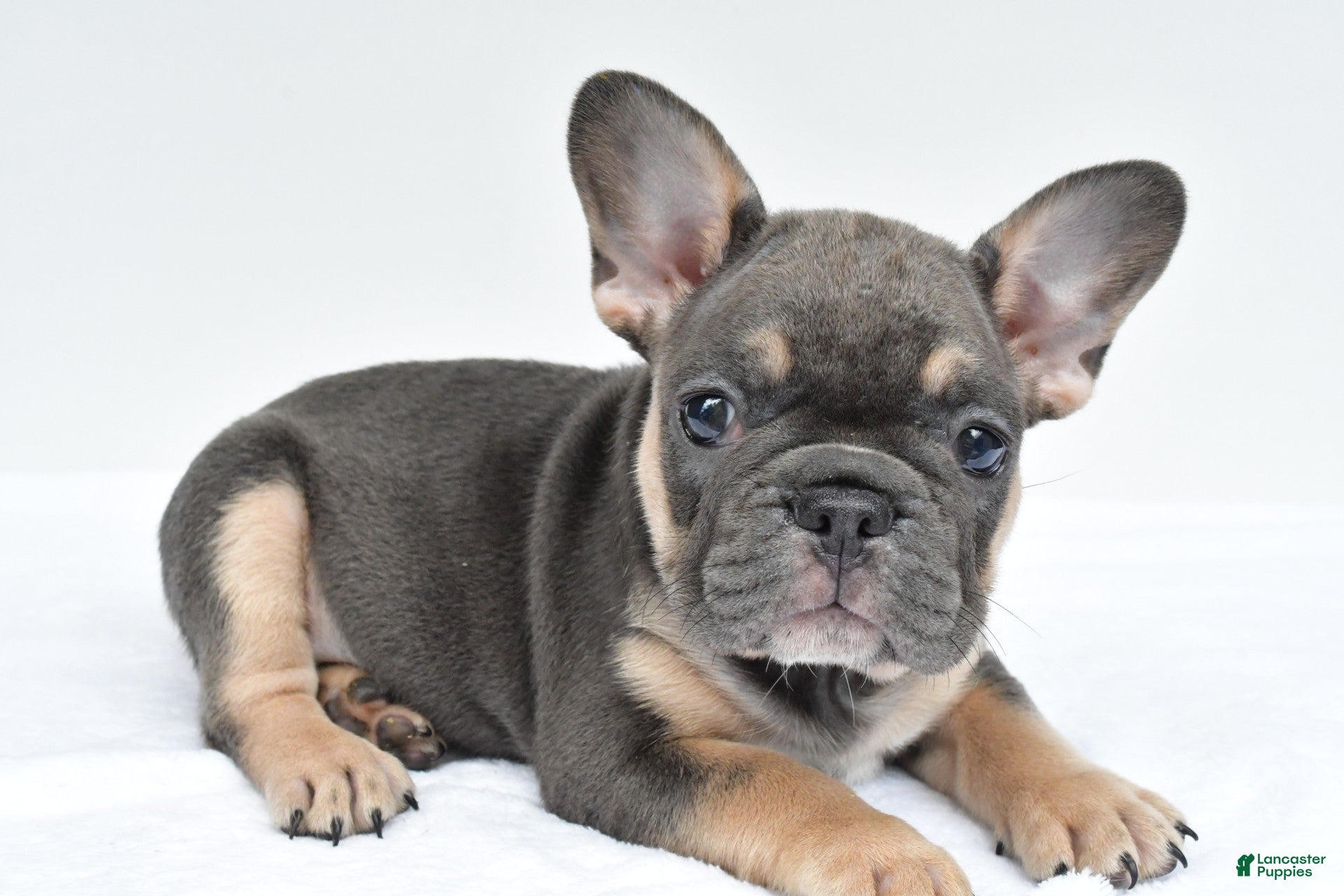 French Bulldog dogs simone - Ad 2