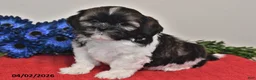 Shih Tzu dogs for sale: Ace - Ad 5
