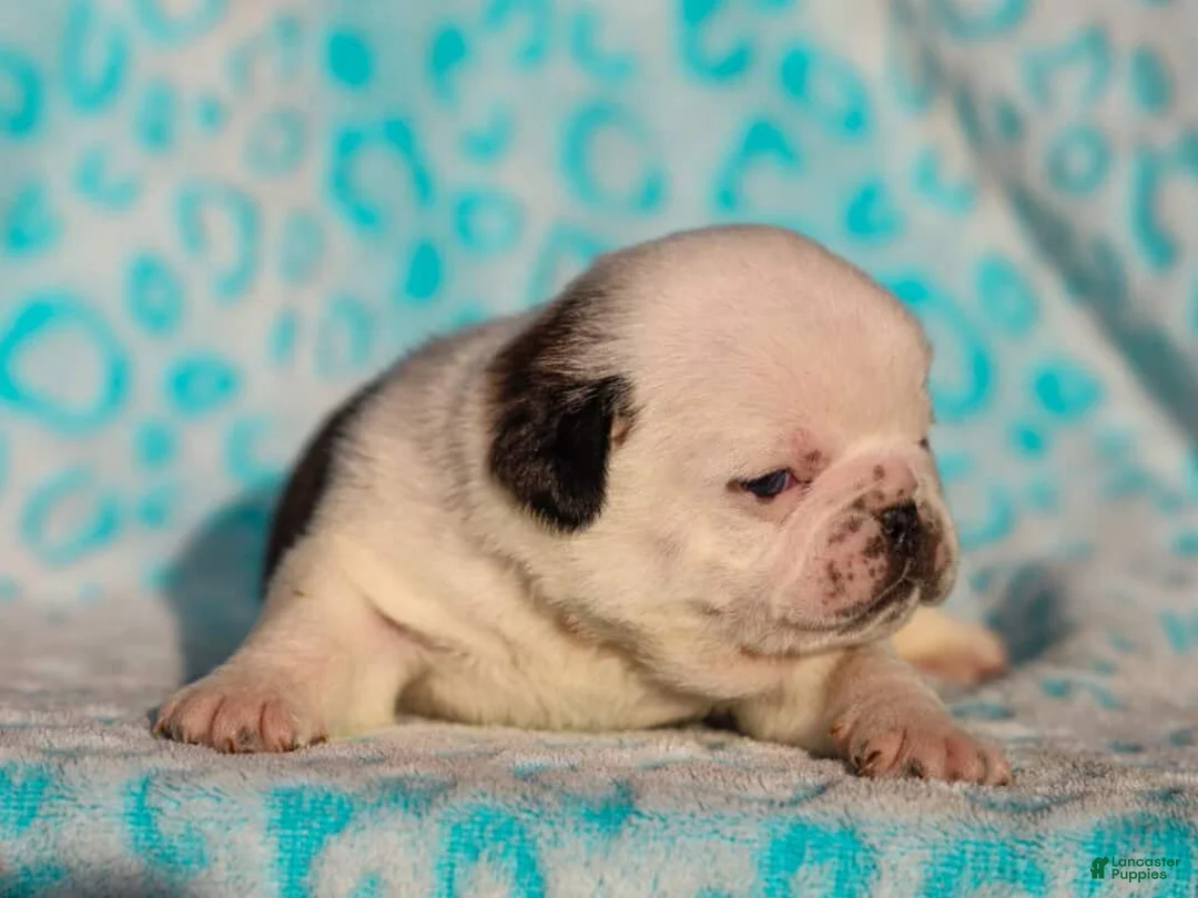 Pug dogs for sale: Luther - Ad 4