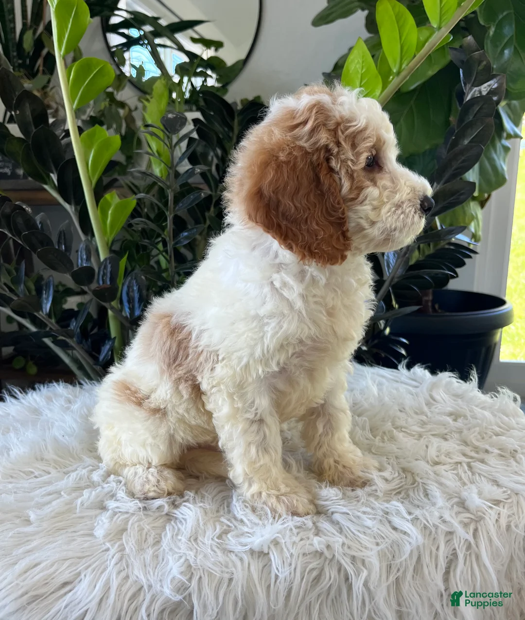 Mini Goldendoodle dogs for sale: Dottie - Ad 2
