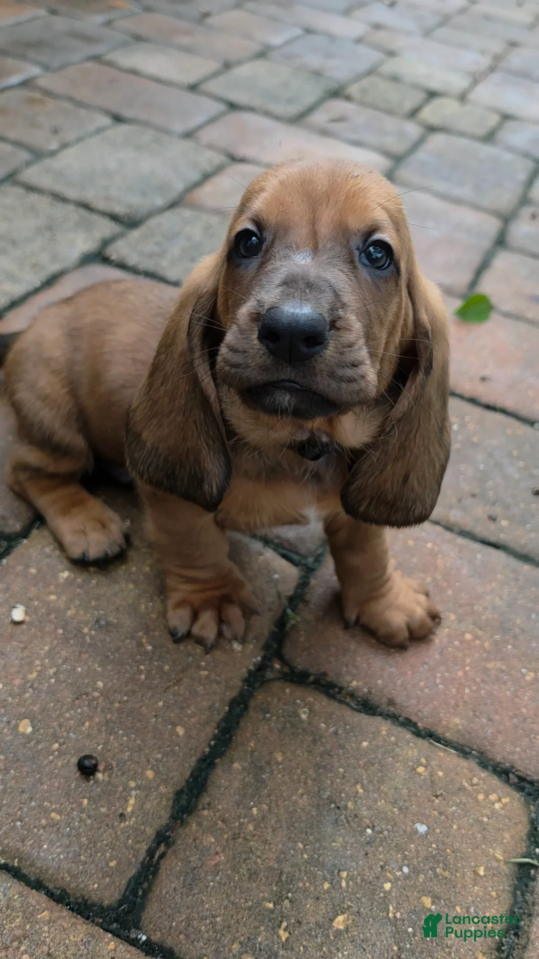 Basset Hound dogs for sale: 💙READY NOW black collar - Ad 1