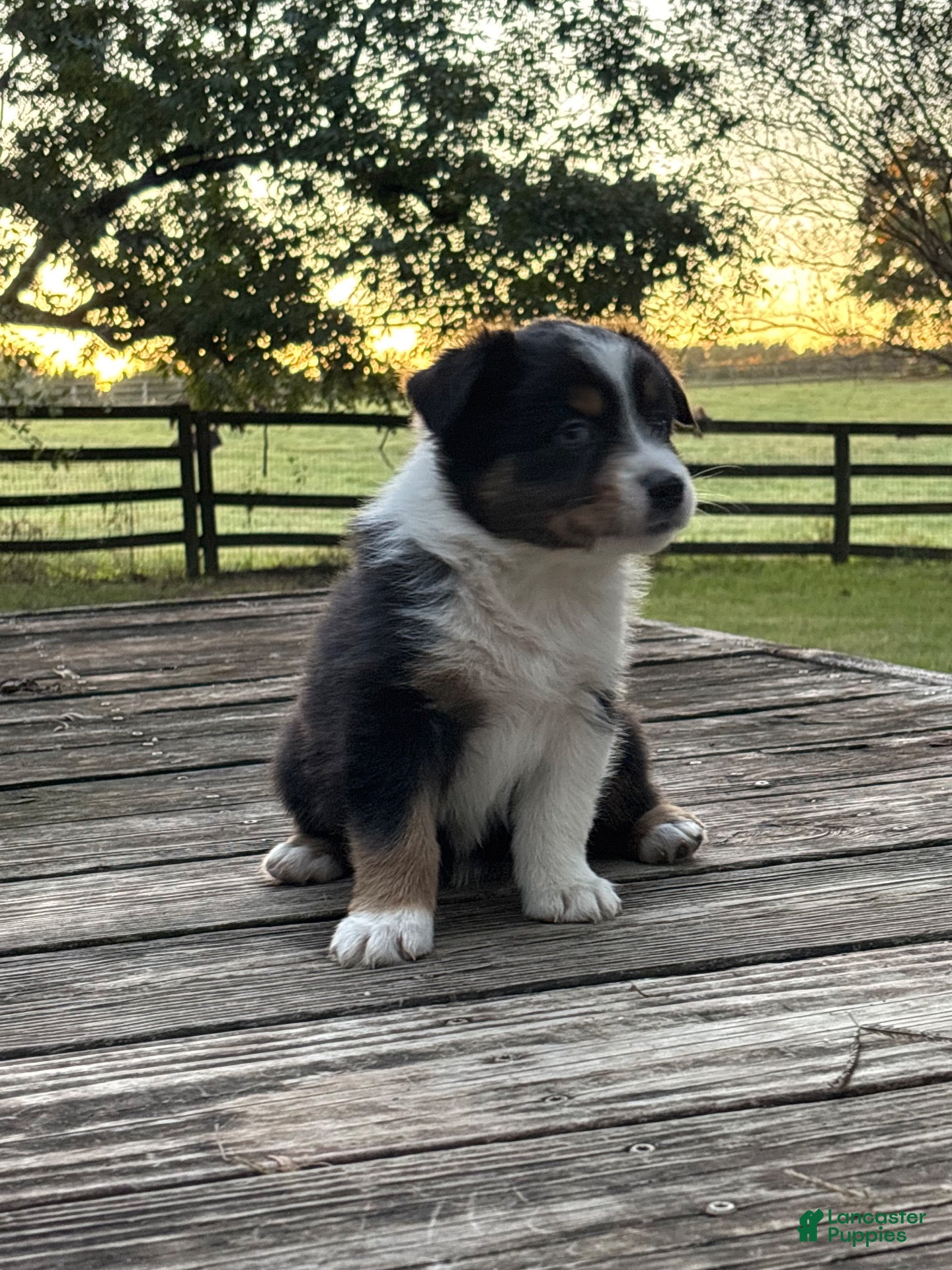 Australian Shepherd dogs for sale: Australian Shepherd 4 - Ad 3