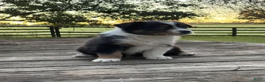 Australian Shepherd 4