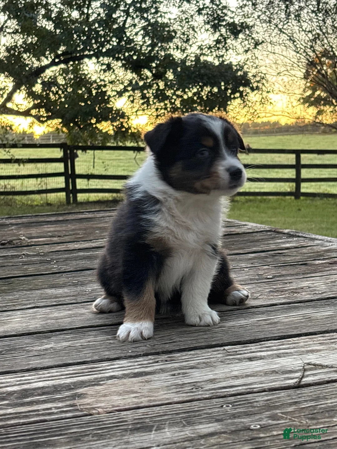 Australian Shepherd dogs for sale: Australian Shepherd 4 - Ad 1
