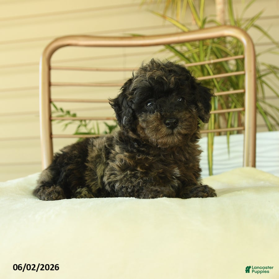 Miniature Poodle dogs for sale: Queenie - Ad 4