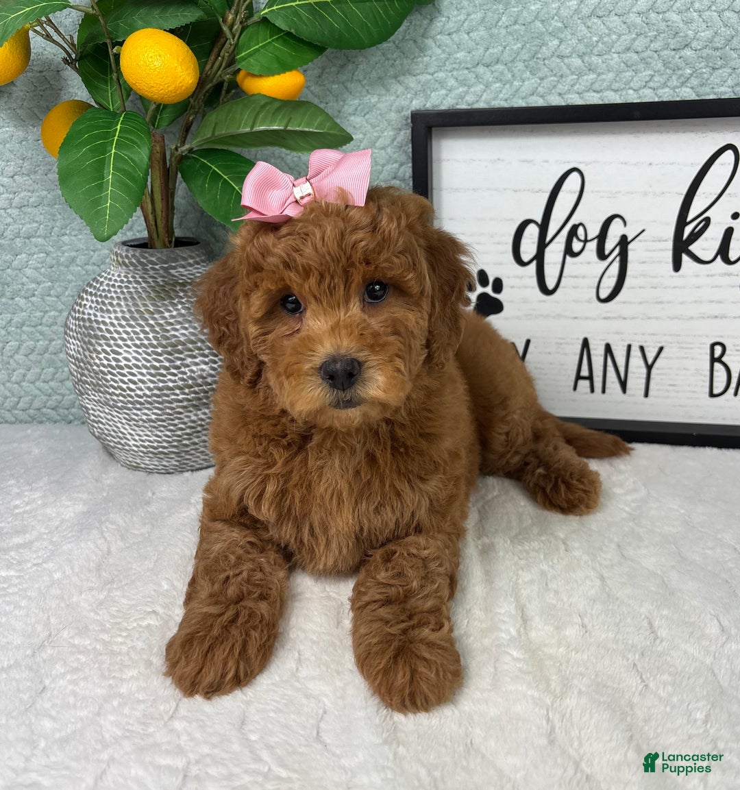 Mini Goldendoodle dogs for sale: Georgia  - Ad 4