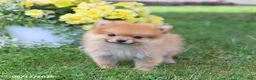 Pomeranian dogs for sale: Denver - Ad 4