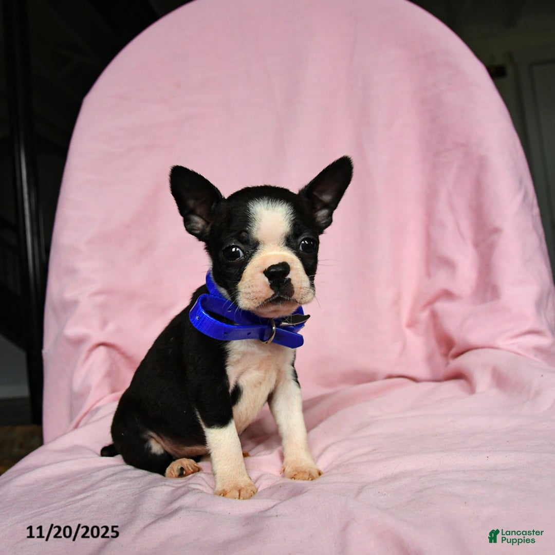 Boston Terrier dogs for sale: Tara - Ad 2